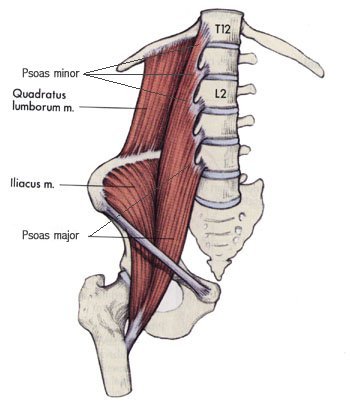 psoas muscle